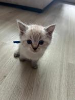 Ragdoll x Britse korthaar kittens, Dieren en Toebehoren, Katten en Kittens | Raskatten | Langhaar, Meerdere dieren, Gechipt, 0 tot 2 jaar