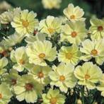 Zaden Cosmos Sunset Yellow, Verzenden, Volle zon