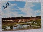 Ansichtkaart gelopen Nederland Groeten uit Nijverdal schaap, Ophalen of Verzenden, 1980 tot heden, Gelopen