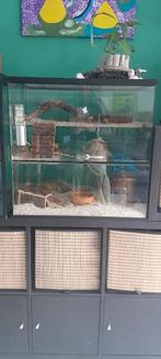 Terrarium met 2 dwergratjes, Dieren en Toebehoren, Knaagdieren, Rat, April, Mannelijk, Tam