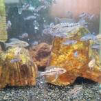 Malawi cichliden babyvisjes, Dieren en Toebehoren, Vissen | Aquariumvissen, Vis