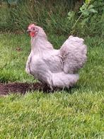 Orpington kriel parelgrijs, Dieren en Toebehoren, Meerdere dieren, Kip
