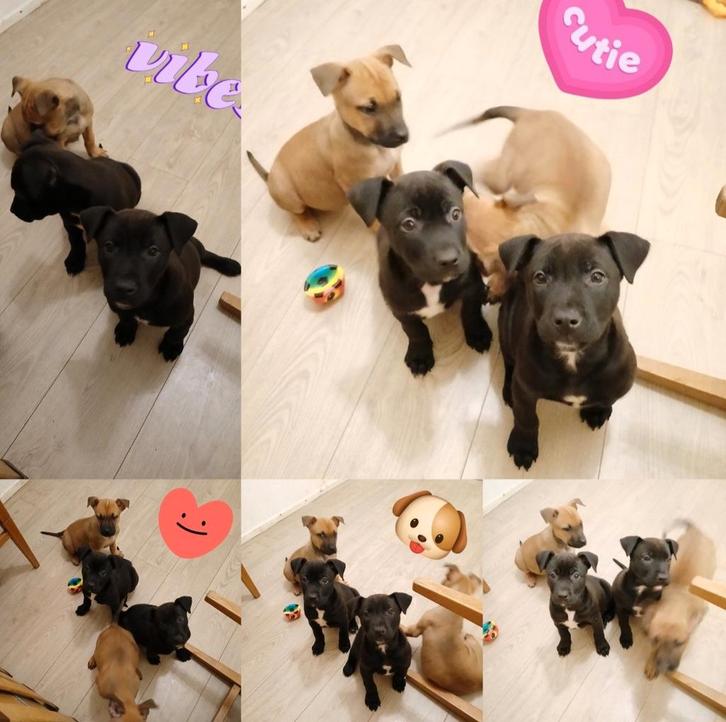​Laatste 4 Pracht-Pups! | Staff Malinois | Nu Slechts €650,-, Dieren en Toebehoren, Honden | Niet-rashonden, Meerdere dieren, Fokker | Hobbymatig