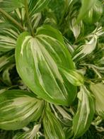 Disporum cantoniense 'Moonlight' - Schijn Salomonszegel, Elf, Ophalen, Zomer, Volle zon