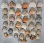 Verzameling schelpen/fossielen Hartschelpen - Cardiidaek, Verzamelen, Mineralen en Fossielen, Ophalen of Verzenden