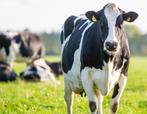 Gevraagd Melk koeien., Dieren en Toebehoren, Runderen, Vrouwelijk