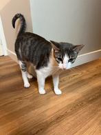 Poes ter overname, Dieren en Toebehoren, Poes