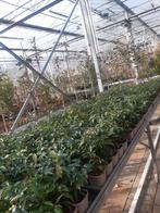 PORTUGESE LAURIER, Tuin en Terras, Ophalen of Verzenden, Laurier, Haag, Minder dan 100 cm