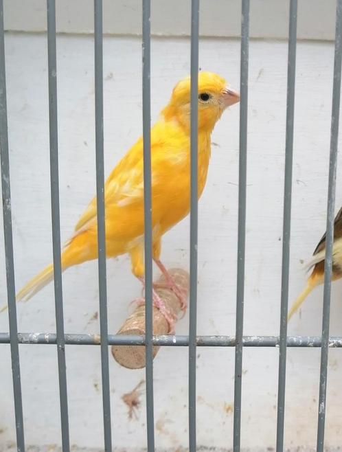Kanaries van dit voorjaar, Dieren en Toebehoren, Vogels | Kanaries, Kleurkanarie, Geslacht onbekend