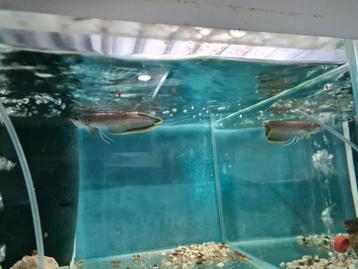 Zwarte Arowana, Osteoglossum Ferreirai beschikbaar voor biedingen