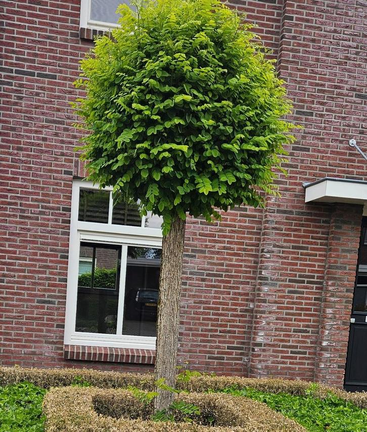 4x Bolacacia | Volgroeid, Tuin en Terras, Planten | Bomen, Bolboom, 250 tot 400 cm, Volle zon, Zomer, Ophalen