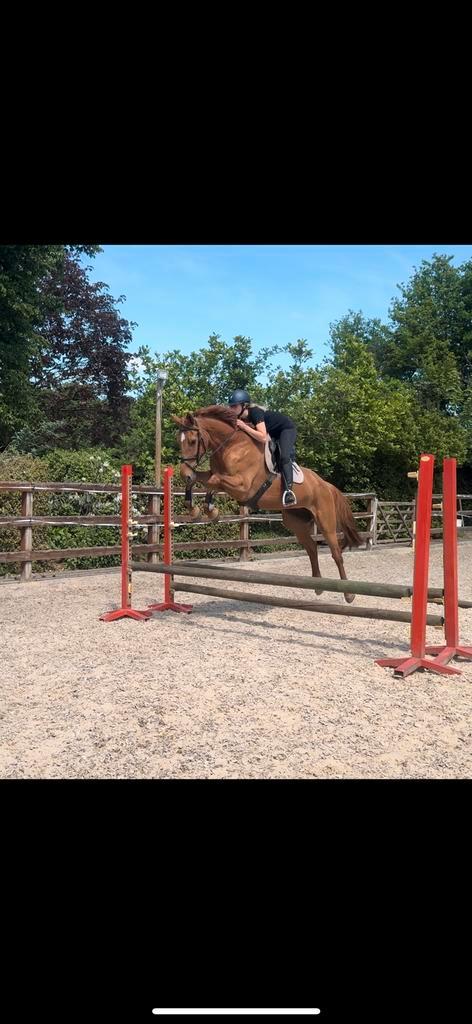 *Nieuw 9/5 * Leuk springpaard Genius x Chin Chin, Dieren en Toebehoren, Paarden, Merrie, B, 165 tot 170 cm, 7 tot 10 jaar, Springpaard