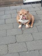 Engelse Bulldog €500, Dieren en Toebehoren, Honden | Bulldogs, Pinschers en Molossers, Particulier, Bulldog, Teef, 6 jaar of ouder