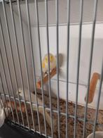 geel mozaïek kanarie, Dieren en Toebehoren, Vogels | Kanaries, Meerdere dieren, Kleurkanarie