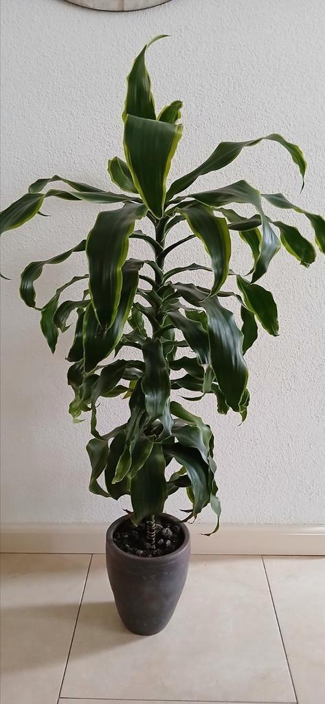 Grote kamerplant inclusief stenen pot, Huis en Inrichting, Kamerplanten, Minder dan 100 cm, Halfschaduw, Ophalen