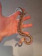 1.0 Leopard Blackpastel het Pied python regius, Dieren en Toebehoren, Reptielen en Amfibieën, Slang, 0 tot 2 jaar