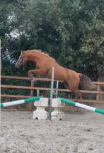 Brave betrouwbare 5 jarige Dpony welsh merrie, Merrie, 3 tot 6 jaar