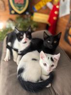 Echt lieve kittens,zoeken een echt lief baasje (nog 2 ), Dieren en Toebehoren, Katten en Kittens | Overige Katten, Kater