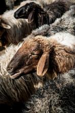 Gezocht schapenvacht/ wol, Ophalen of Verzenden