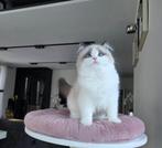 Ragdoll, Poes, Met stamboom, 0 tot 2 jaar