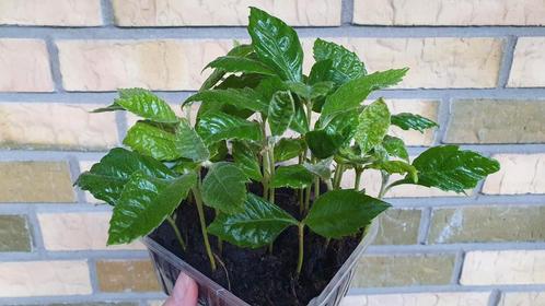 Mispel Loquat Eriobotrya japonica fruitboom zaailing, Tuin en Terras, Planten | Tuinplanten, Vaste plant, Fruitplanten, Halfschaduw