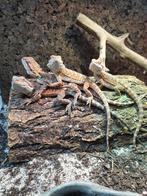 Baardagamen, Pythons, Rattenslangen, Luipaatdgekkos en meer, Dieren en Toebehoren, Overige soorten, Met terrarium, 0 tot 2 jaar
