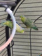 Forpus koppel met kooi, Dieren en Toebehoren, Ophalen, Zo goed als nieuw, Metaal, Vogelkooi