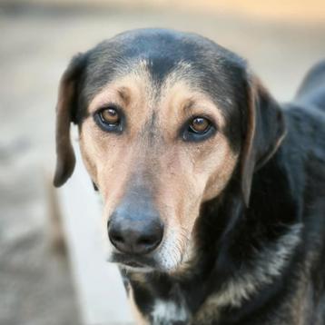 GaGa Animal Care - YENTIL kan naar NL komen beschikbaar voor biedingen