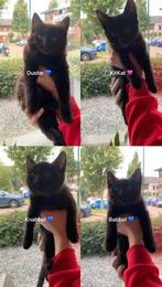 Kittens - Noorse Boskat genen, Meerdere dieren, Ontwormd, 0 tot 2 jaar