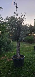 AANBIEDING Olijfboom 40jaar oud. OP=OP, Tuin en Terras, Planten | Bomen, In pot, Halfschaduw, Ophalen of Verzenden, 100 tot 250 cm