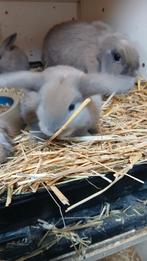 Hele mooie jonge NHD  kleur isabella, Ned Hangoor dwergjes, Dieren en Toebehoren, Konijnen, Meerdere dieren, Dwerg, Hangoor, 0 tot 2 jaar