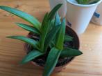 Haworthia pentagona west jogoo - vetplantjes - €0,60-€2,00, Ophalen, Halfschaduw