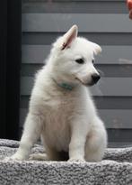 Witte Herder pups, Dieren en Toebehoren, Honden | Herdershonden en Veedrijvers, Nederland, CDV (hondenziekte), 8 tot 15 weken