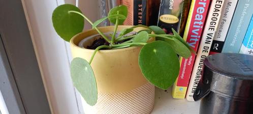 Kamerplanten in Westerpark, Huis en Inrichting, Kamerplanten, Overige soorten, Minder dan 100 cm, In pot, Ophalen