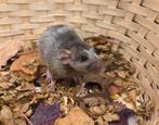 Lieve tamme vrouwtjes ratten ( rechtstreeks van de fokker), Dieren en Toebehoren, Knaagdieren, Rat, Vrouwelijk, Tam, Oktober