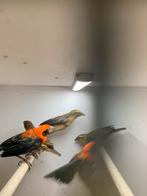 orange wevers een koppel van 2025, Vrouwelijk, Bastaard