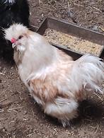 Zijdehoen, Dieren en Toebehoren, Mannelijk, Kip