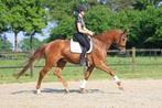 Lieve 12jarige allerte ruin, Dieren en Toebehoren, Paarden, Ruin, 3 tot 6 jaar