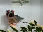 Spitstaartamadine - Poephila acuticauda, Meerdere dieren, Tropenvogel