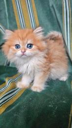 Luxe Britse langhaar kitten Black Golden shell met STAMBOOM!, Dieren en Toebehoren, Katten en Kittens | Raskatten | Korthaar, Kater