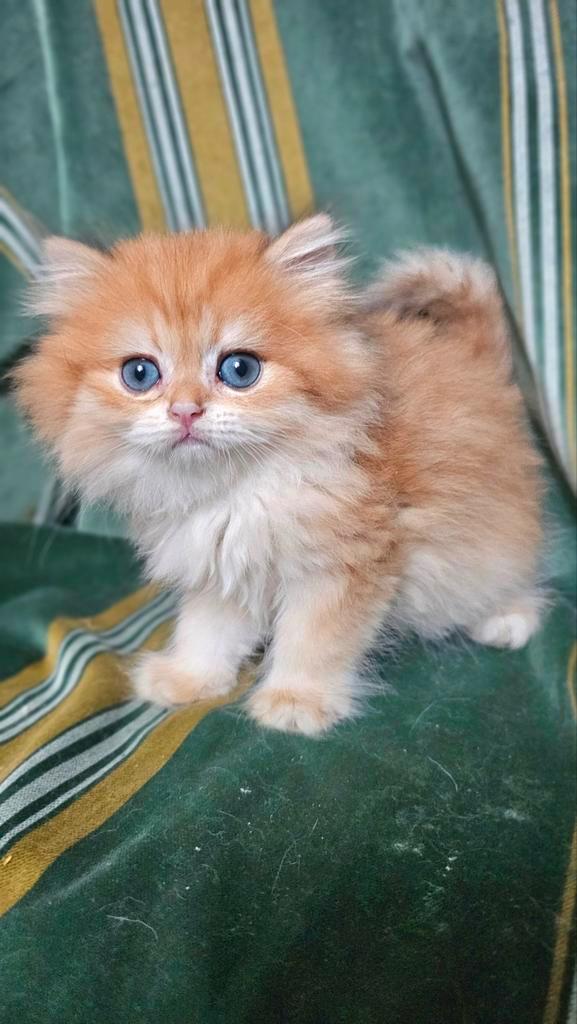 Luxe Britse langhaar kitten Black Golden shell met STAMBOOM!, Dieren en Toebehoren, Katten en Kittens | Raskatten | Korthaar, Kater