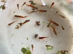 Diverse zwaarddragers, oranje en natuurlijke kleur., Vis, Zoetwatervis, Schoolvis