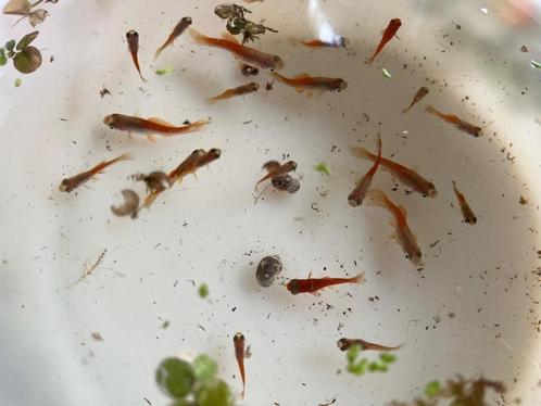 Diverse zwaarddragers, oranje en natuurlijke kleur., Dieren en Toebehoren, Vissen | Aquariumvissen, Zoetwatervis, Vis, Schoolvis