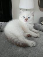 British korthaar, Dieren en Toebehoren, Kater