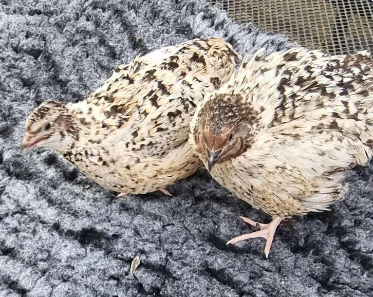 Broedeieren van de   ‘Rotkopf’ Japanse Jumbo kwartel, Dieren en Toebehoren, Pluimvee, Overige soorten, Meerdere dieren