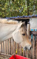 Brave fjord, Dieren en Toebehoren, Ruin, L, 11 jaar of ouder, Recreatiepony