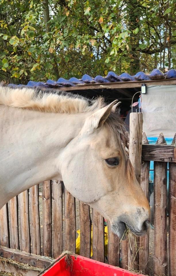 Brave fjord, Dieren en Toebehoren, Pony's, Ruin, L, E pony (1.48m - 1.57m), Recreatiepony, 11 jaar of ouder, Gechipt, Ontwormd