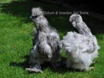 Grijze Zijdehoen krielkippen. beschikbaar voor biedingen