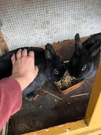2 lieve zusjes konijnen met konijnenhok, Dieren en Toebehoren, Konijnen, Vrouwelijk, Klein, 3 tot 5 jaar