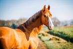 Zeer gave 5 jarige ruin, Gechipt, Ruin, M, Dressuurpaard